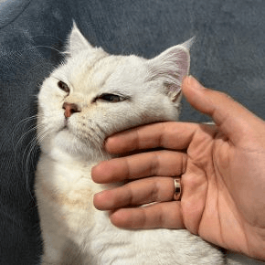 A white cat being stroked by a hand