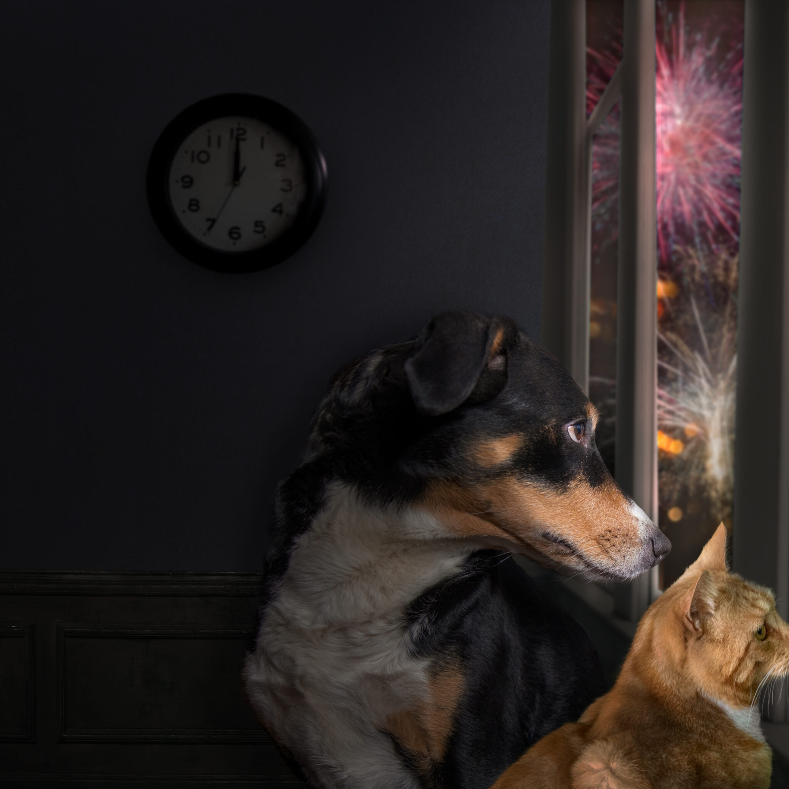 Dog and Cat fireworks looking out a window