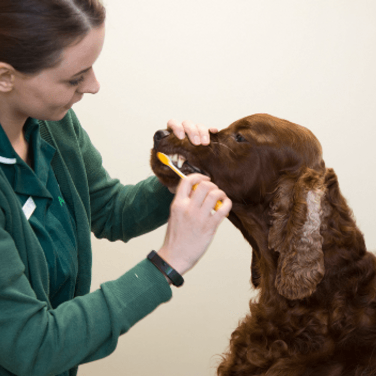 Brushing a dog's teeth at Apex Vets