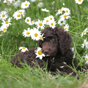 Dog lying amongst grass and daisies