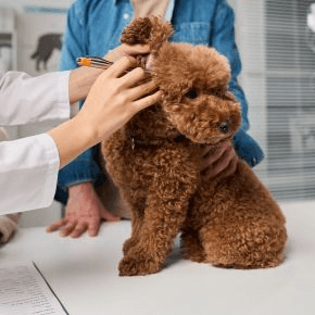 A brown dog having their ear checked at the vet