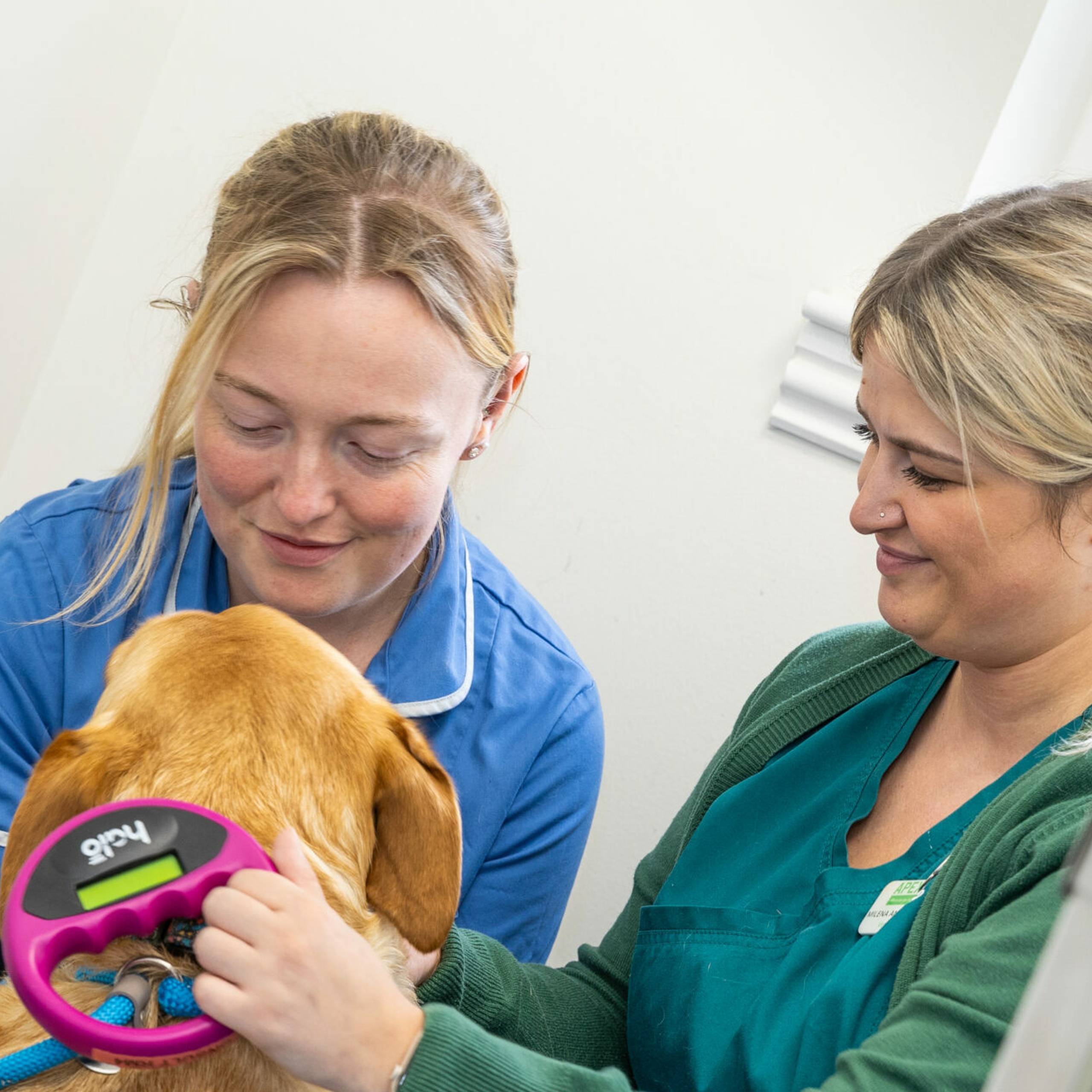 Vet and nurse examining a golden labrador