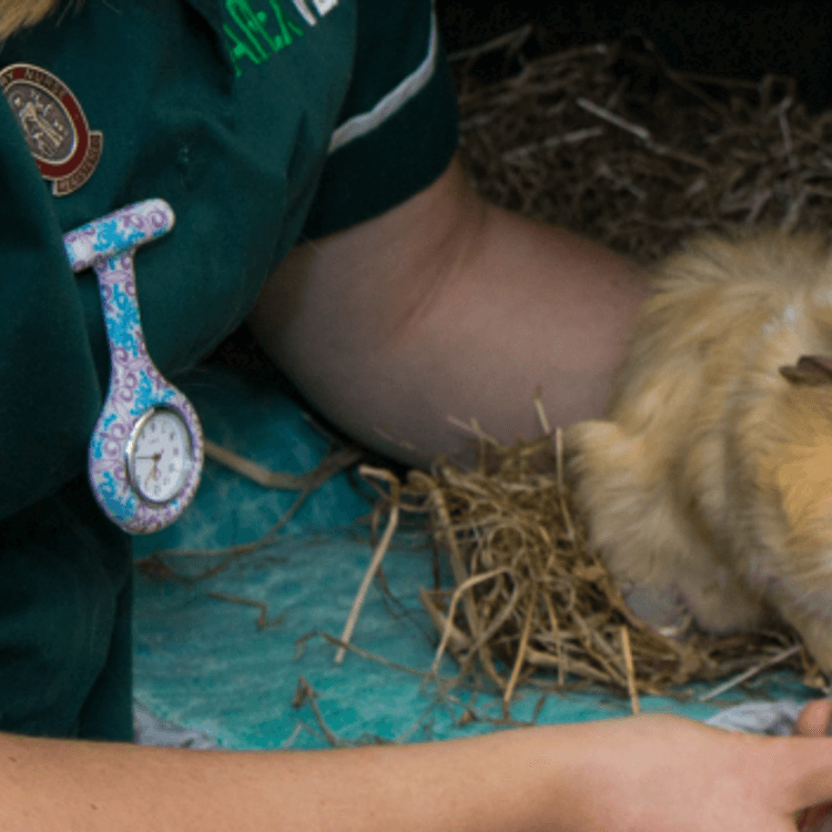 Guinea pig at Apex Vets