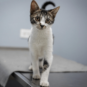 Tortoiseshell and white cat standing confidently on a vet table