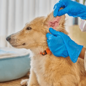 A dog having their ear checked by a person wearing gloves