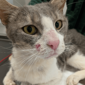 Ginger and white dog and cat sat next to each other on grass