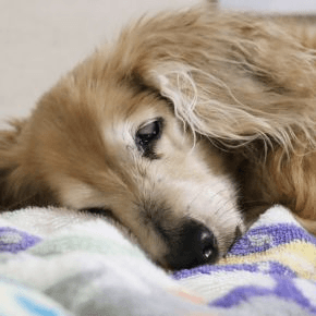 A close up of a cream dog lying on a blanket