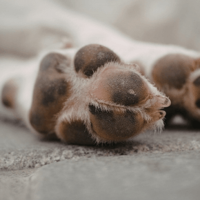 Underside of dog paws