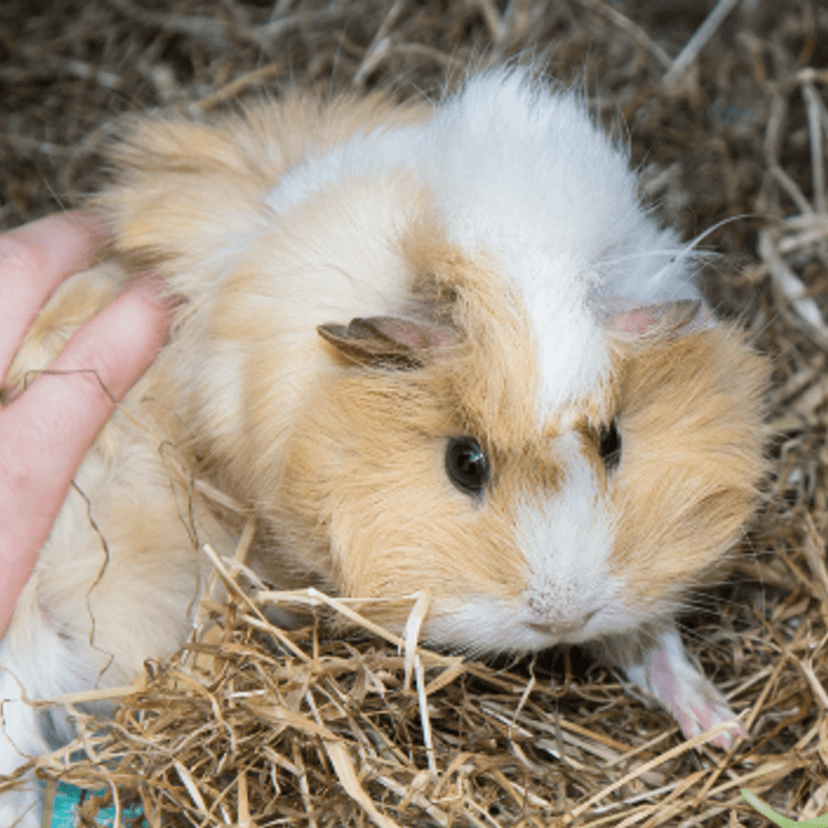 Guinea pig in straw